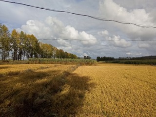 1000087058
