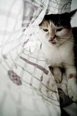 20121009-旺角到黑夜-6.jpg