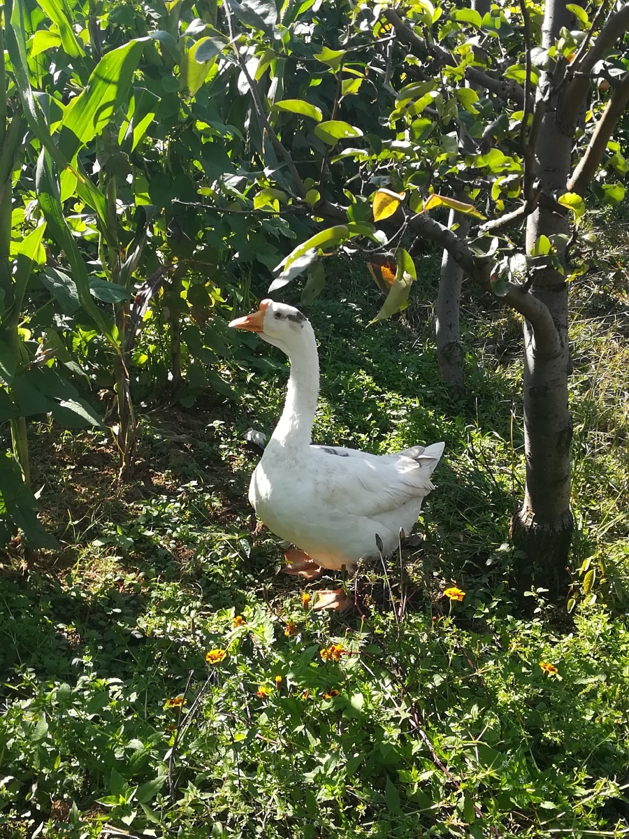 《咱家的大鹅》