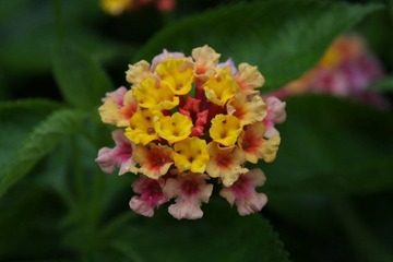 IMG_5309.JPG