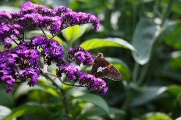 IMG_5340.JPG