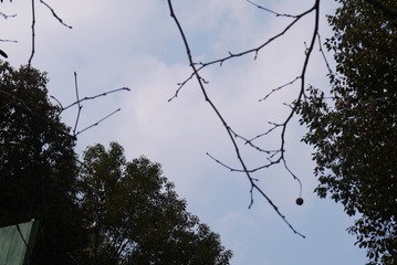 1000062632