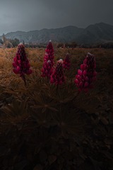 1000012796