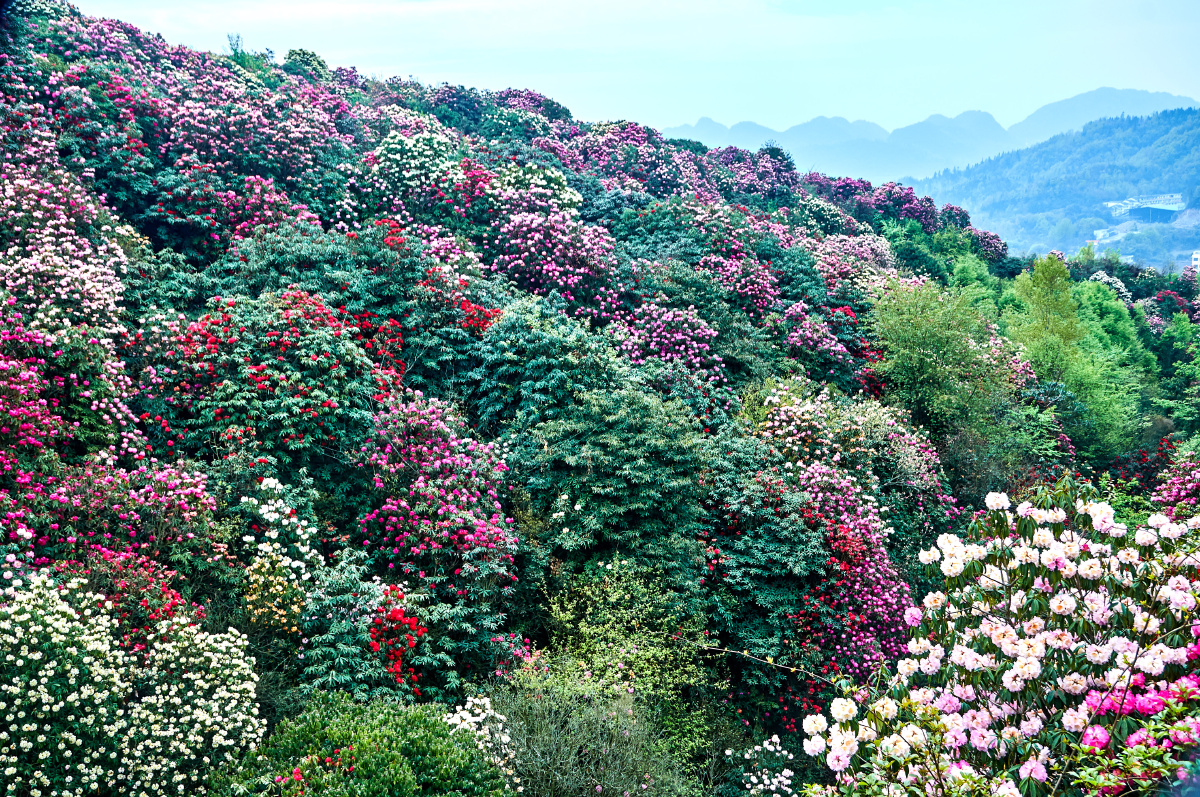 百里杜鹃金坡景点