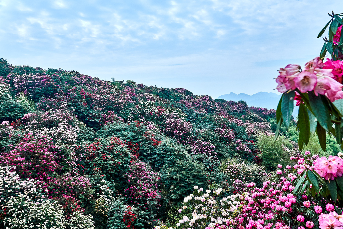 百里杜鹃金坡景点