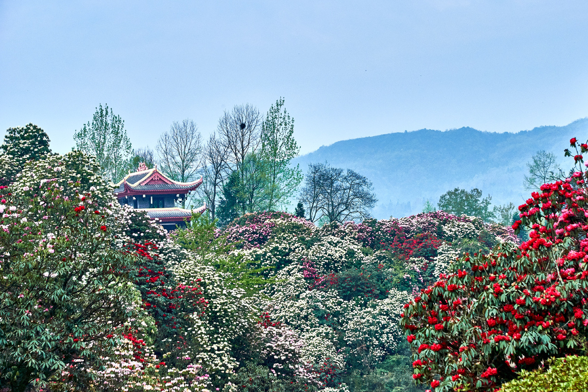 百里杜鹃金坡景点