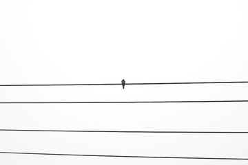 1000017720
