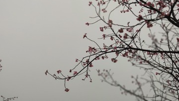 2184019