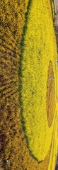 1000036409