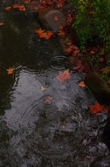 梦见十一月的雨.JPG