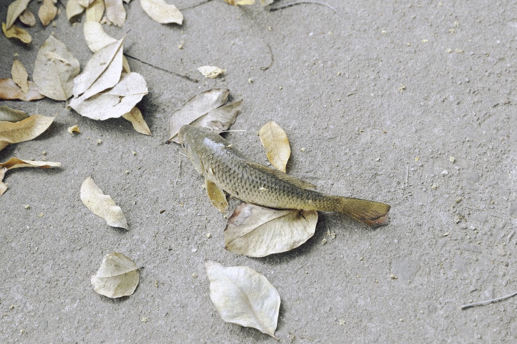 搁浅的梅江河鱼。
