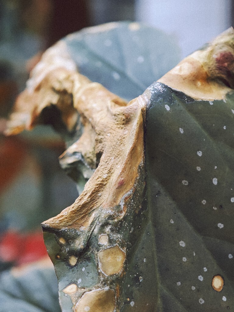 离家前在院子拍摄的植物。