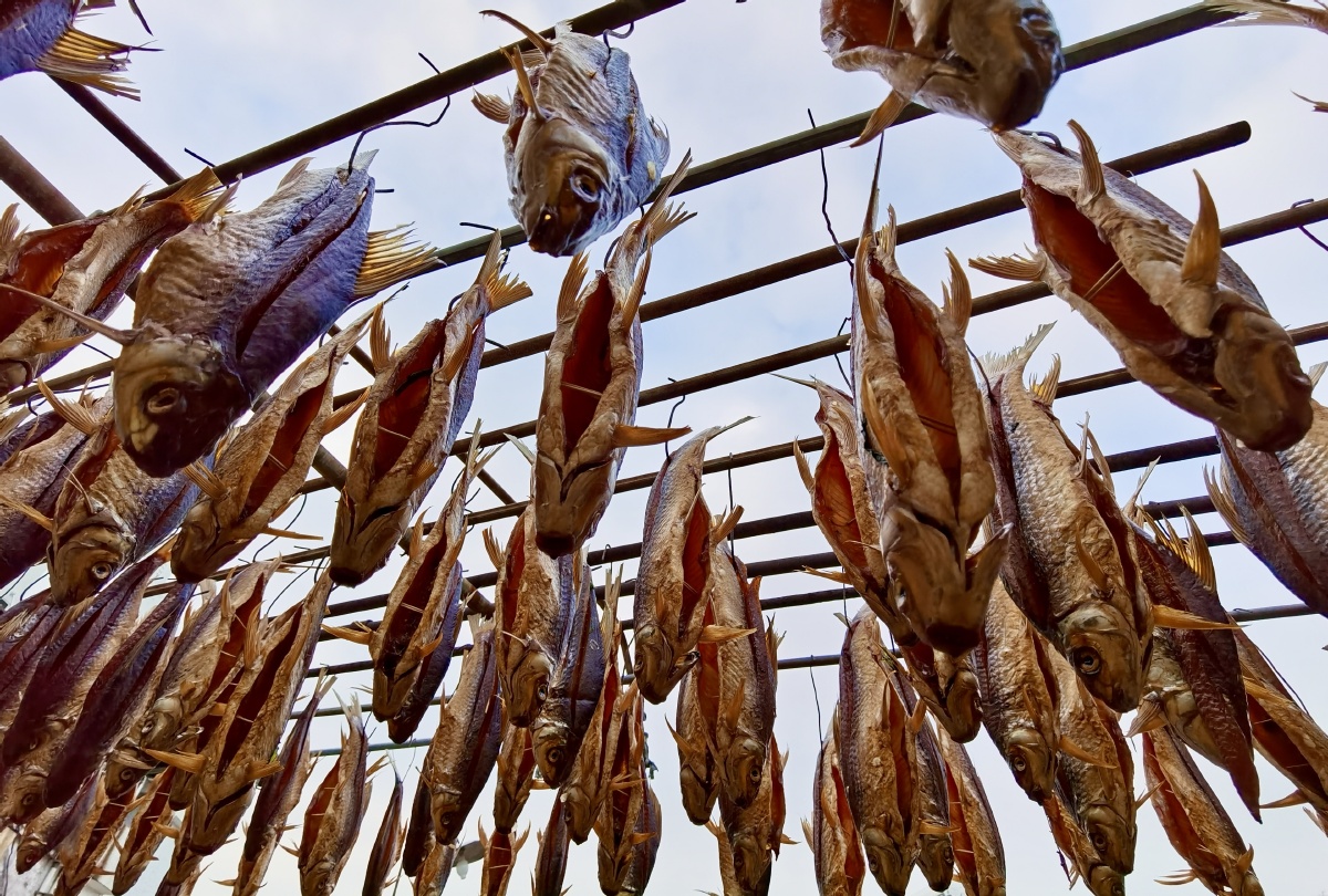晒鱼干年干货