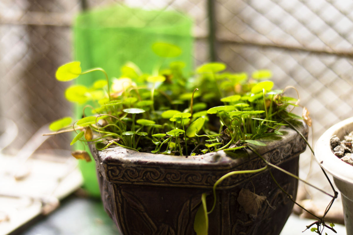 盆栽 br /> 是否曾经小时候看着盆栽的小草发过呆?