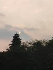 1000022061