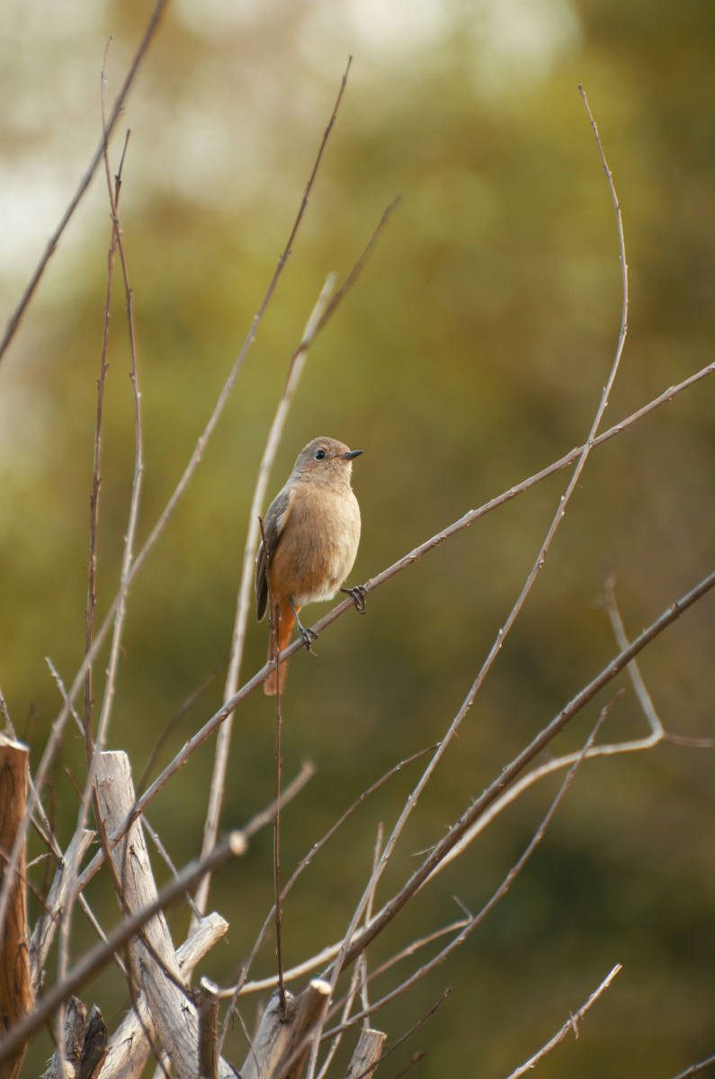 小机灵 - 璞果 - 图虫网 - 优质摄影师交流社区