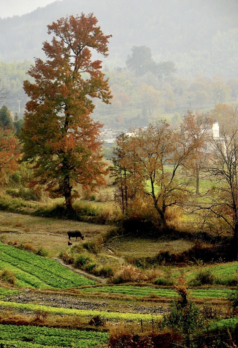 田园秋色