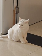 1000008580