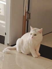 1000008582