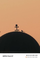 1000006438