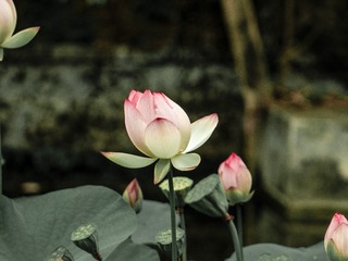 1000262126
