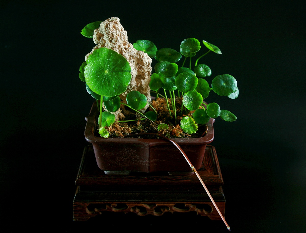 金钱草盆景