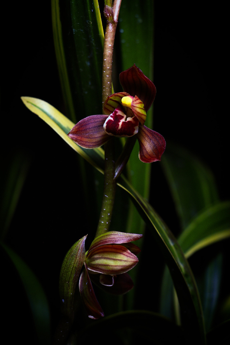 美美的东方红神荷 - 丁鹏会伊然善良 - 图虫