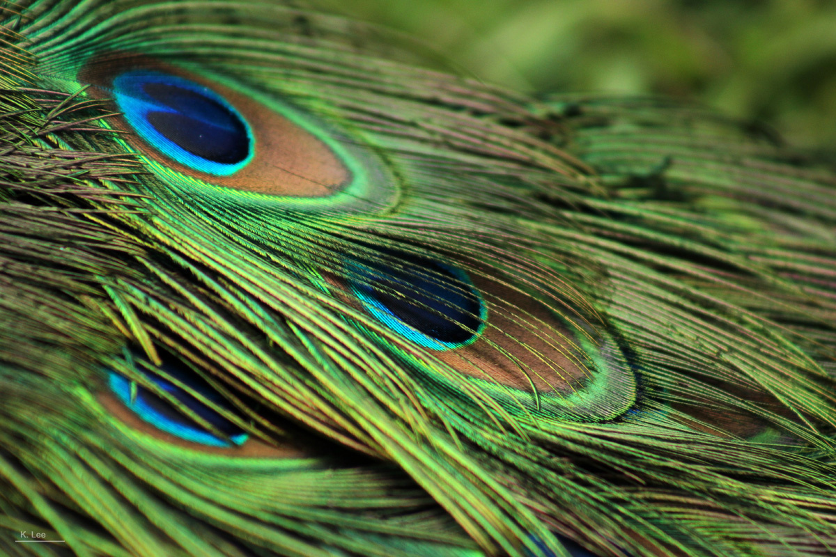 孔雀1 br /> 一身光彩