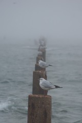 3334