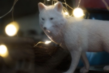 222781