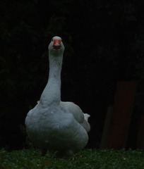 50685