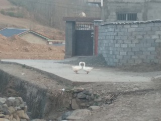 52442