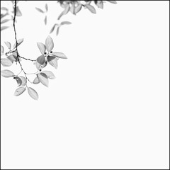 1520204