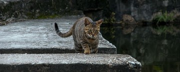 DSC_0520.jpg
