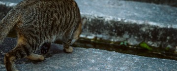 DSC_0530.jpg