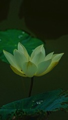 1000393636