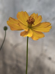 1000050141