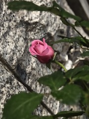 1000048268