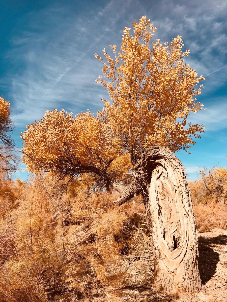 金色胡杨