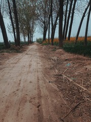 4468561
