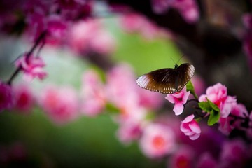 蝶恋花