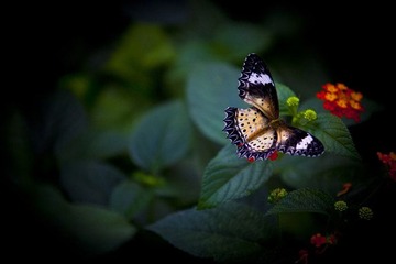 蝶恋花