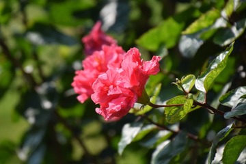 CSC_0407