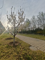 1000013376