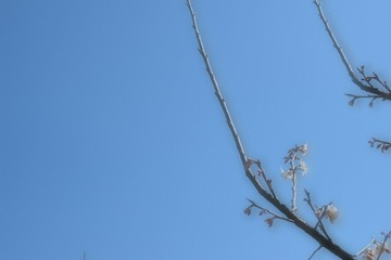 CSC_0298