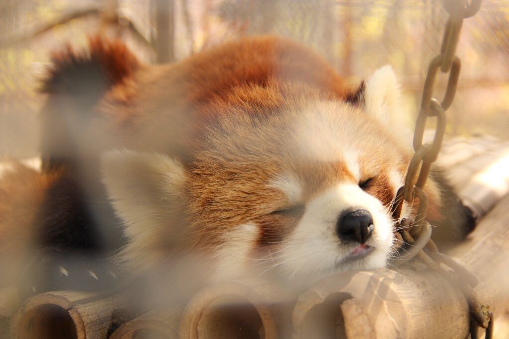 小熊猫~！！<br />
