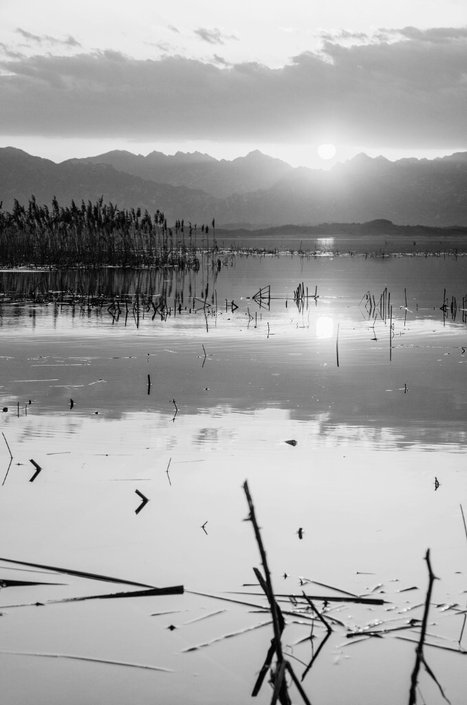 日落时分，湖面一片宁静，早已干枯的芦苇依旧矗立在湖水中.