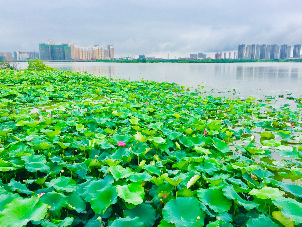 武汉后湖时光摄影图片集锦