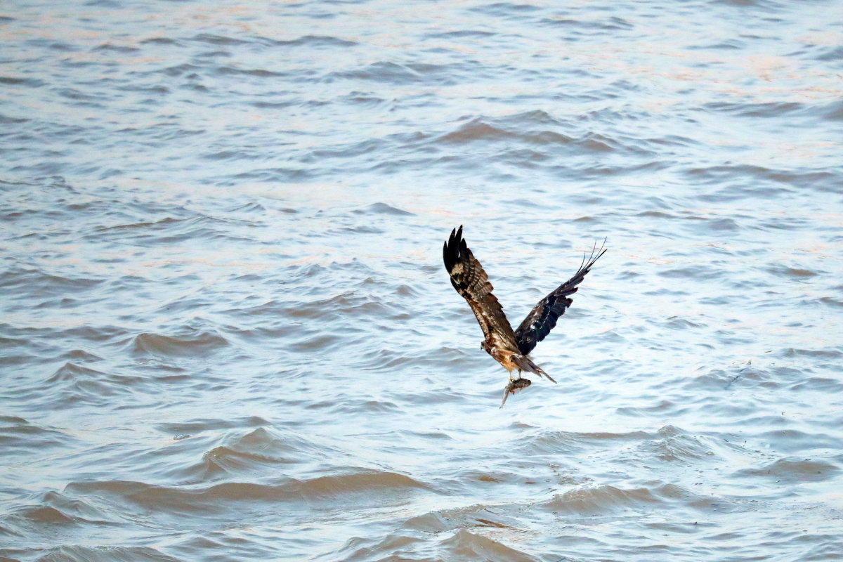 鹰捕鱼的全过程2020年8月5日一只老鹰在湖北省宜昌