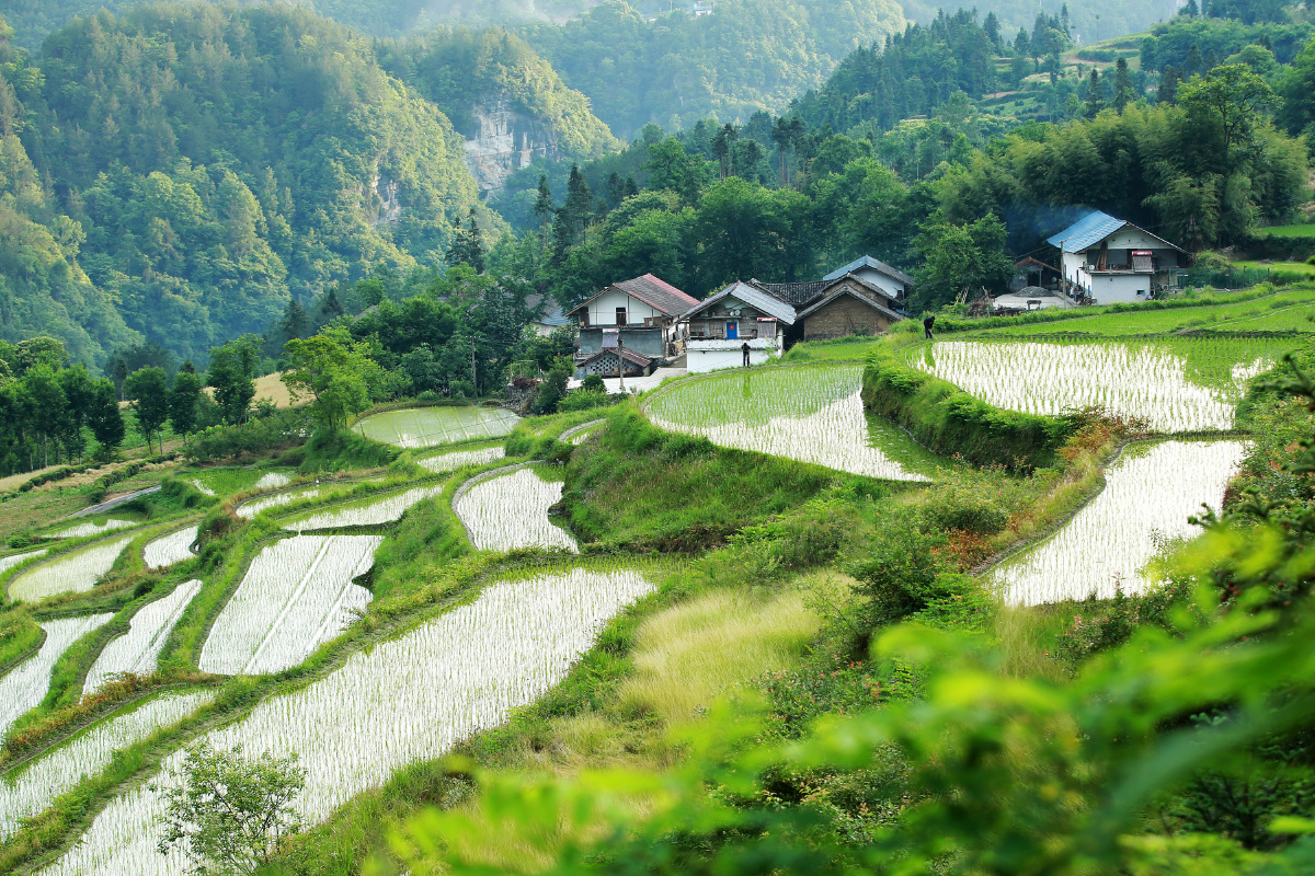 田园2020527于湖北秭归两河口镇二甲村王罡摄